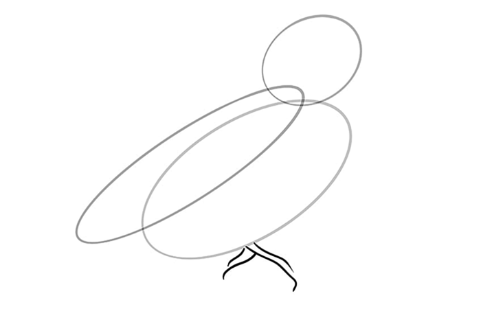 рисунок волнистого попугая 4