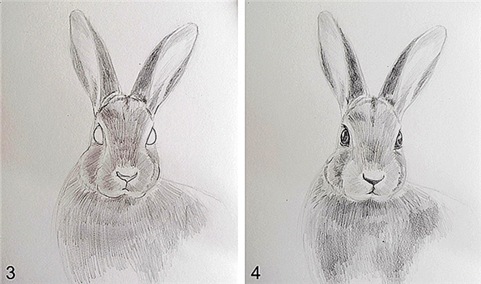 Рисование кролика Шаг 2