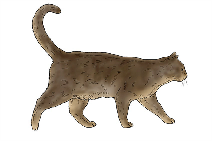 рисунок кошки 15
