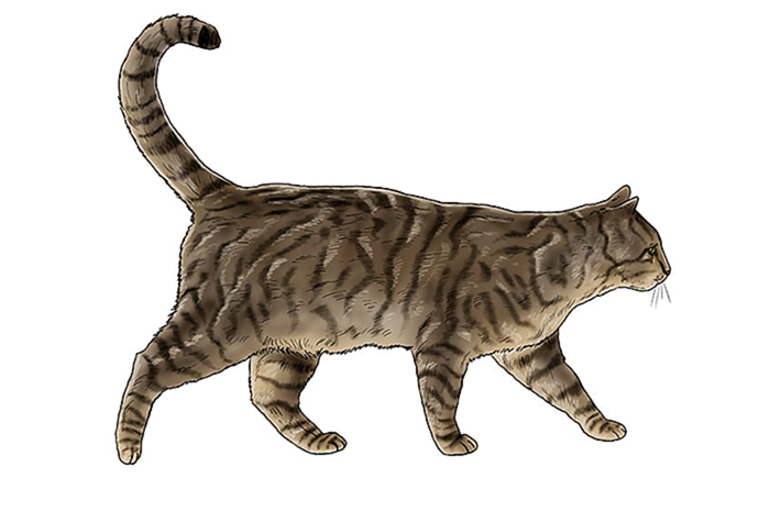 рисунок кошки 18