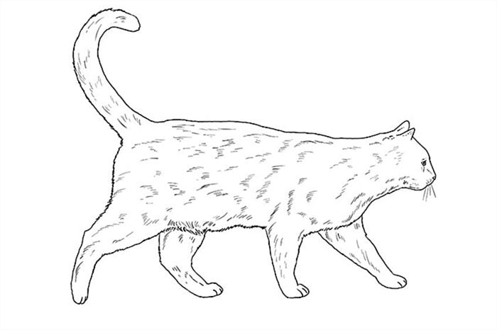 рисунок кошки 12