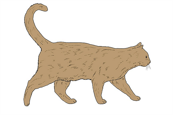 рисунок кошки 13