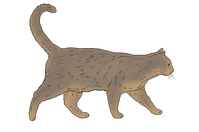 рисунок кошки 14