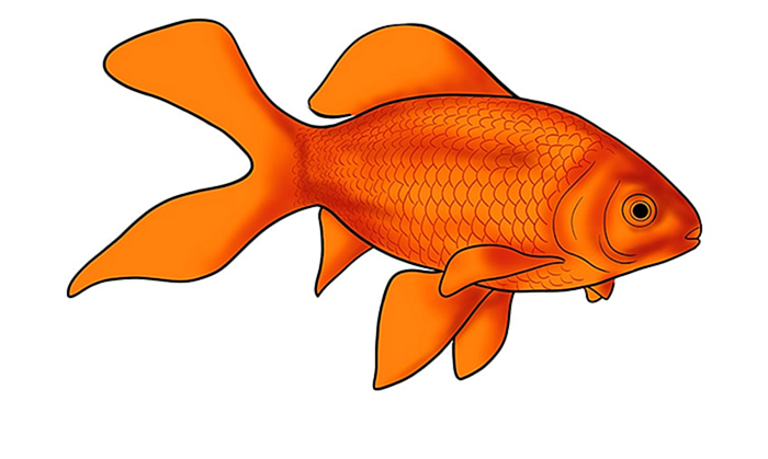 рисунок золотой рыбки 13