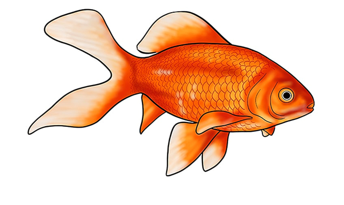 рисунок золотой рыбки 15