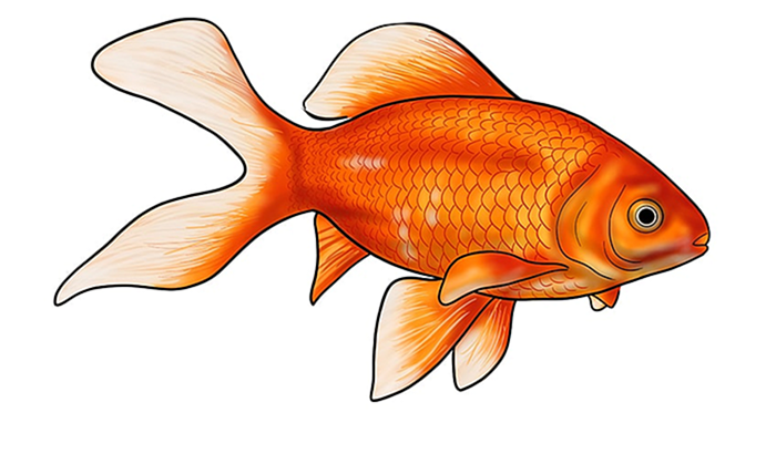 рисунок золотой рыбки 17