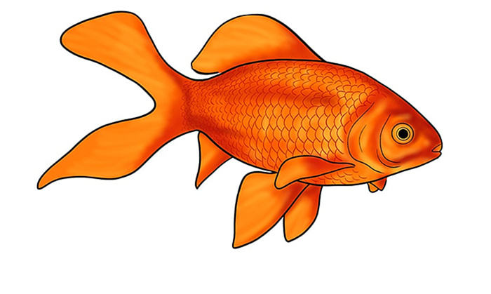 золотая рыбка рисунок 14