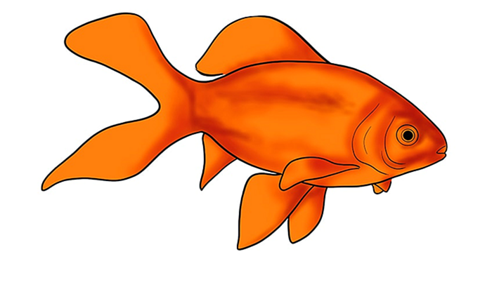 золотая рыбка рисунок 12