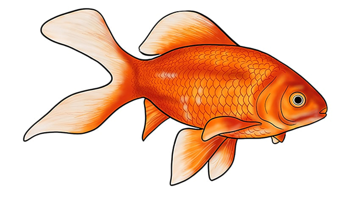 рисунок золотой рыбки 16