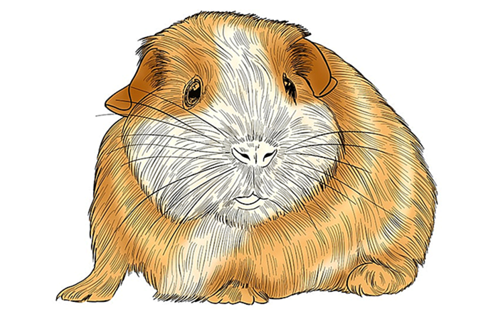 рисунок морской свинки 12
