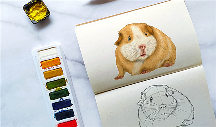 как нарисовать морскую свинку