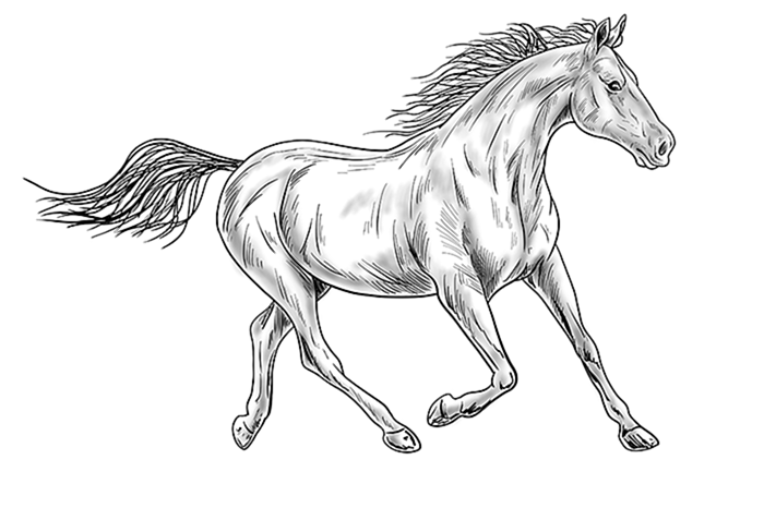 рисунок лошади 14