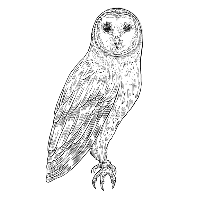 Шаг 10 рисования совы