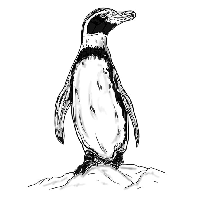 Легкое рисование пингвина Шаг 10
