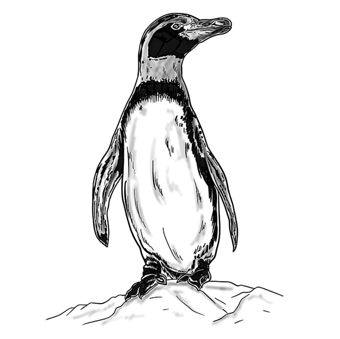 Легкое рисование пингвина Шаг 11