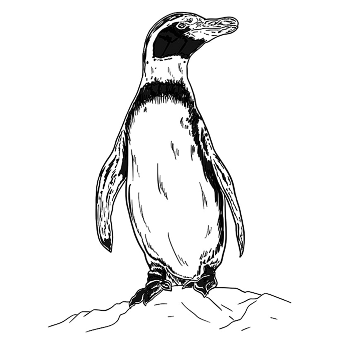 Легкое рисование пингвина Шаг 09