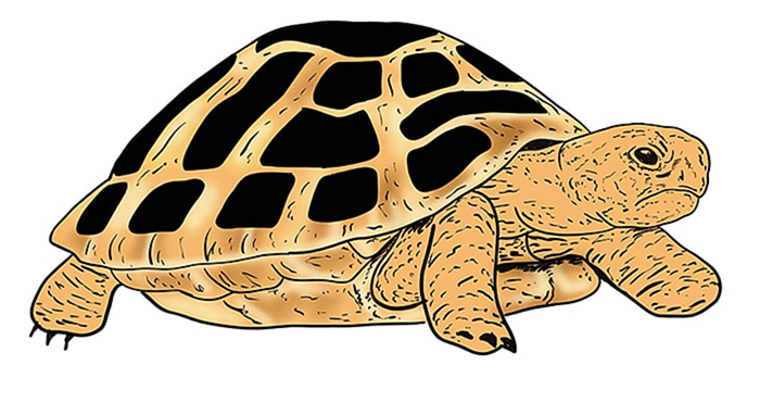 рисунок черепахи 13