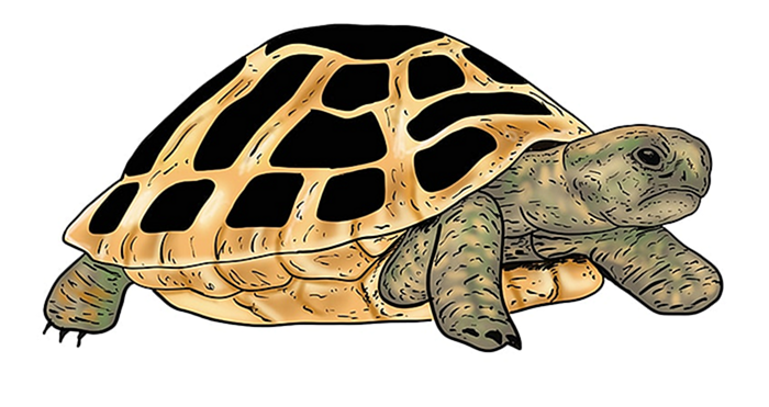рисунок черепахи 17