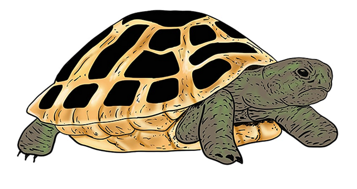 рисунок черепахи 16