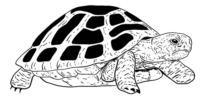 рисунок черепахи 11