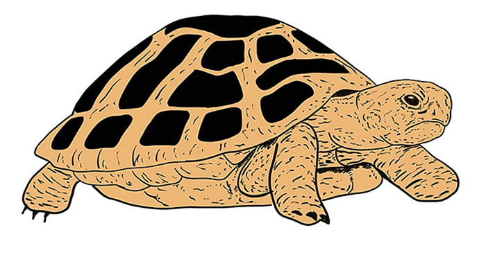 рисунок черепахи 12