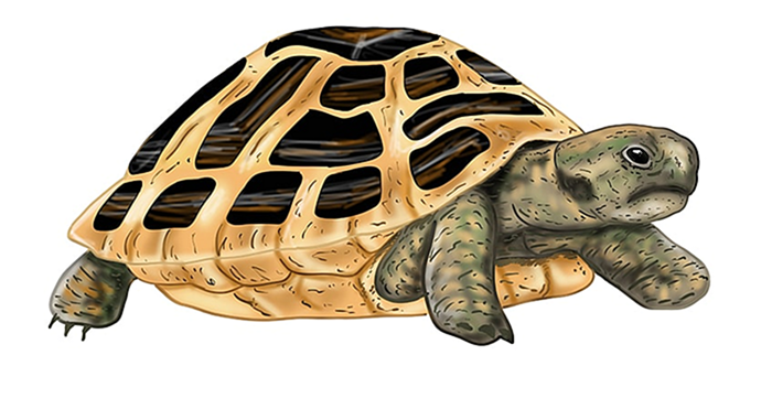 рисунок черепахи 20