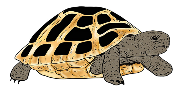 рисунок черепахи 15