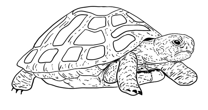 рисунок черепахи 10