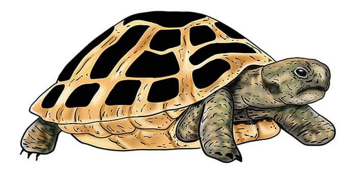 рисунок черепахи 18