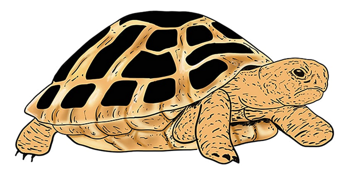 рисунок черепахи 14