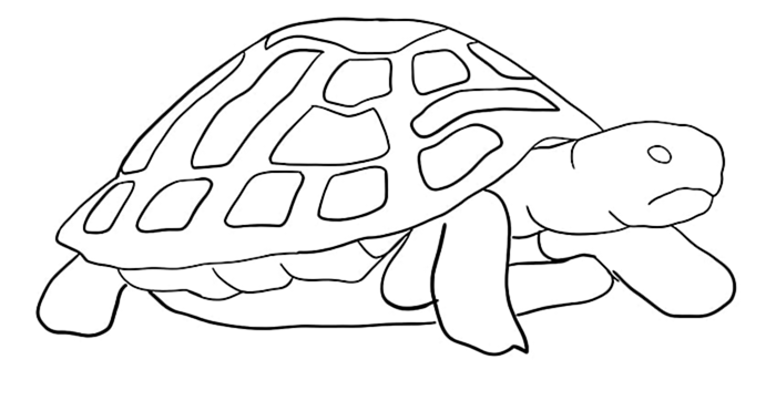 рисунок черепахи 9