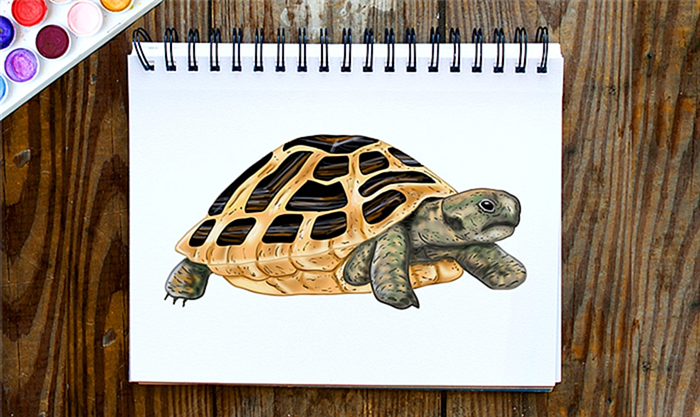 как нарисовать черепаху