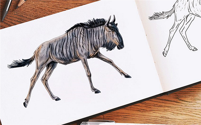 как нарисовать дикую лошадь