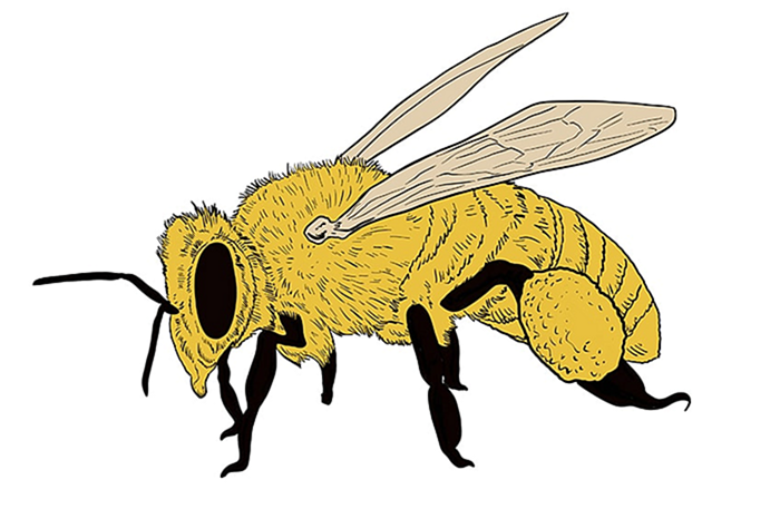 пчелиный рисунок 16