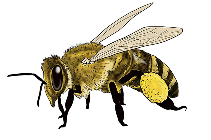 рисунок пчелы 17