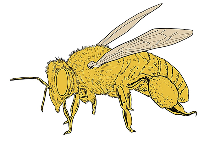 пчелиный рисунок 15