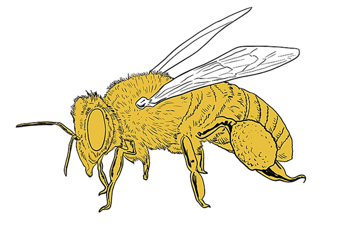 пчелиный рисунок 14