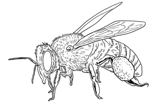 пчелиный рисунок 13