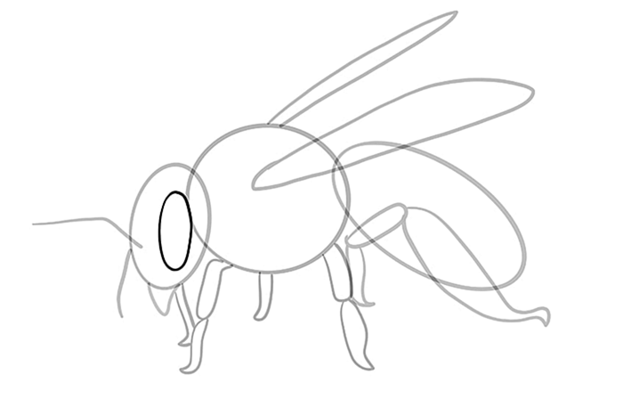 пчелиный рисунок 10