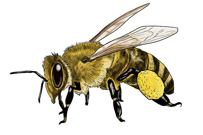 эскиз пчелы