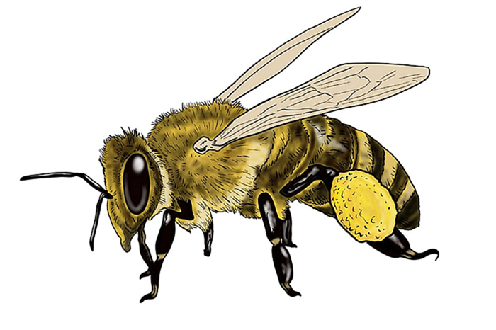 простой рисунок пчелы