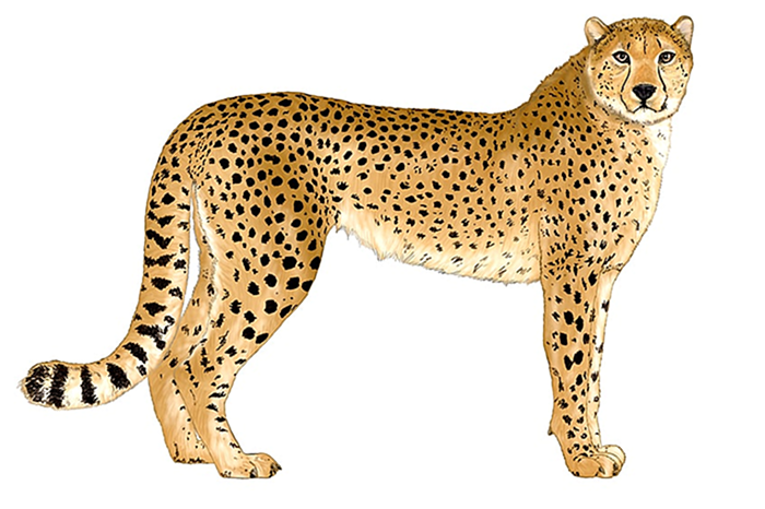 иллюстрация гепарда