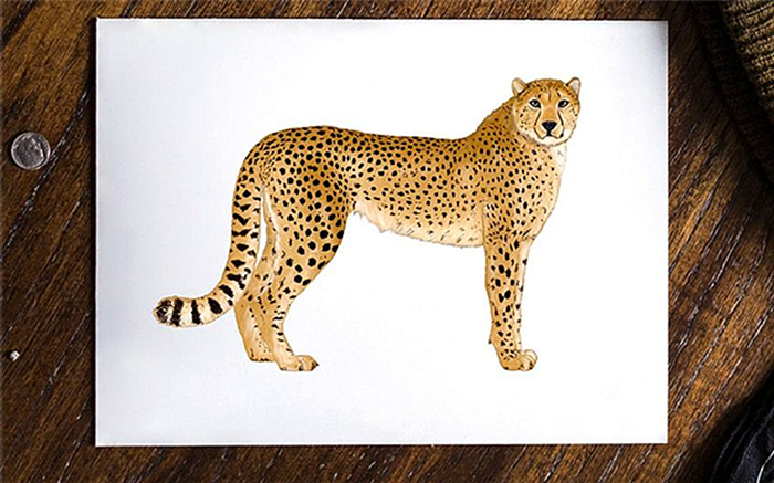 как нарисовать гепарда