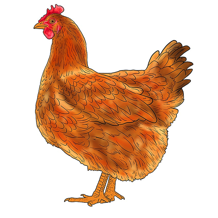 рисунок курицы 14
