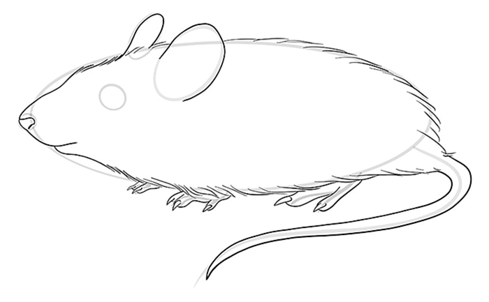 Рисование мышей Шаг 08
