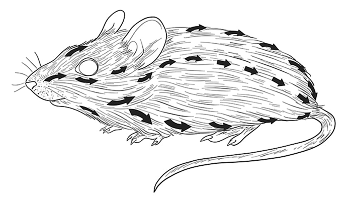 Рисование мышей Шаг 10b