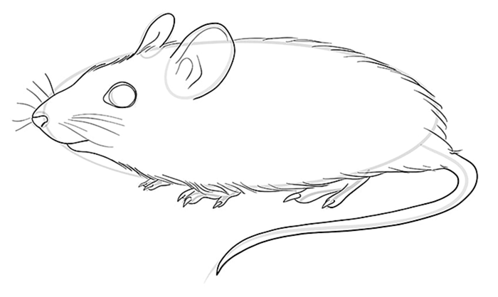 Рисование мышей Шаг 09