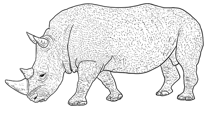 рисунок носорога 11