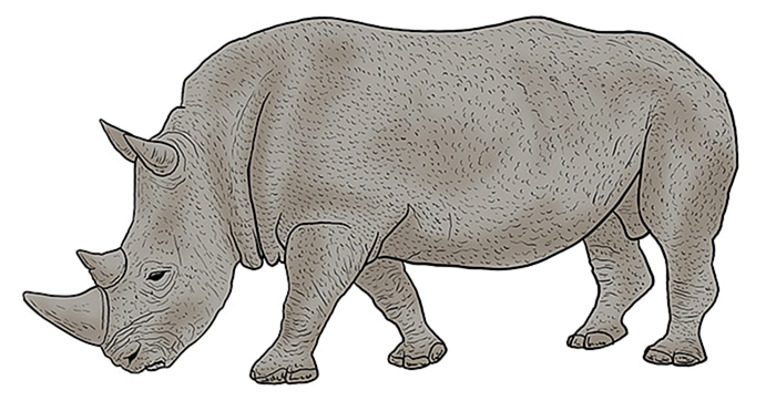 рисунок носорога 13