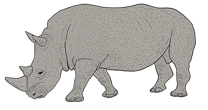 рисунок носорога 12